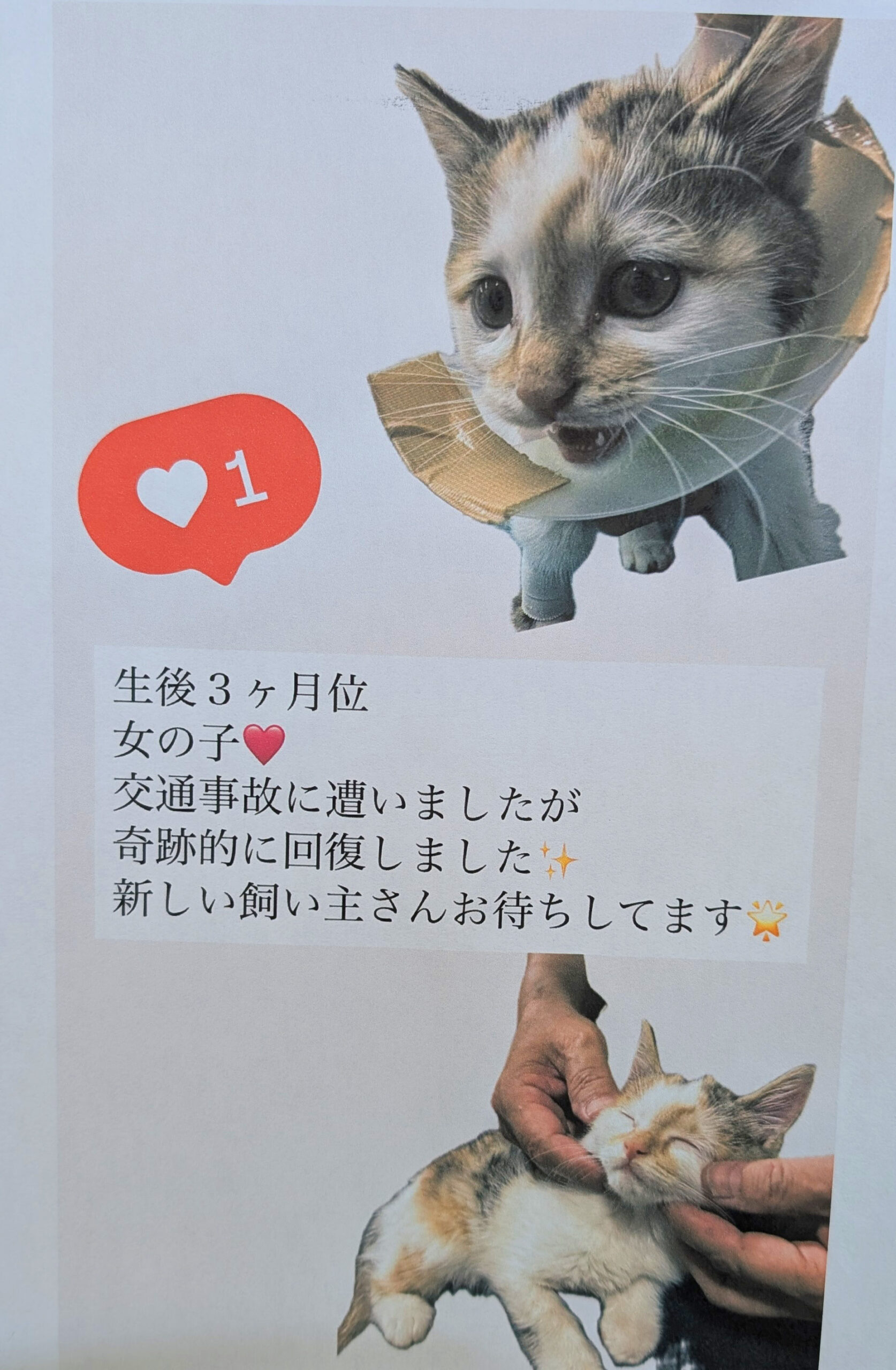 オカリヤ動物病院 猫里親募集