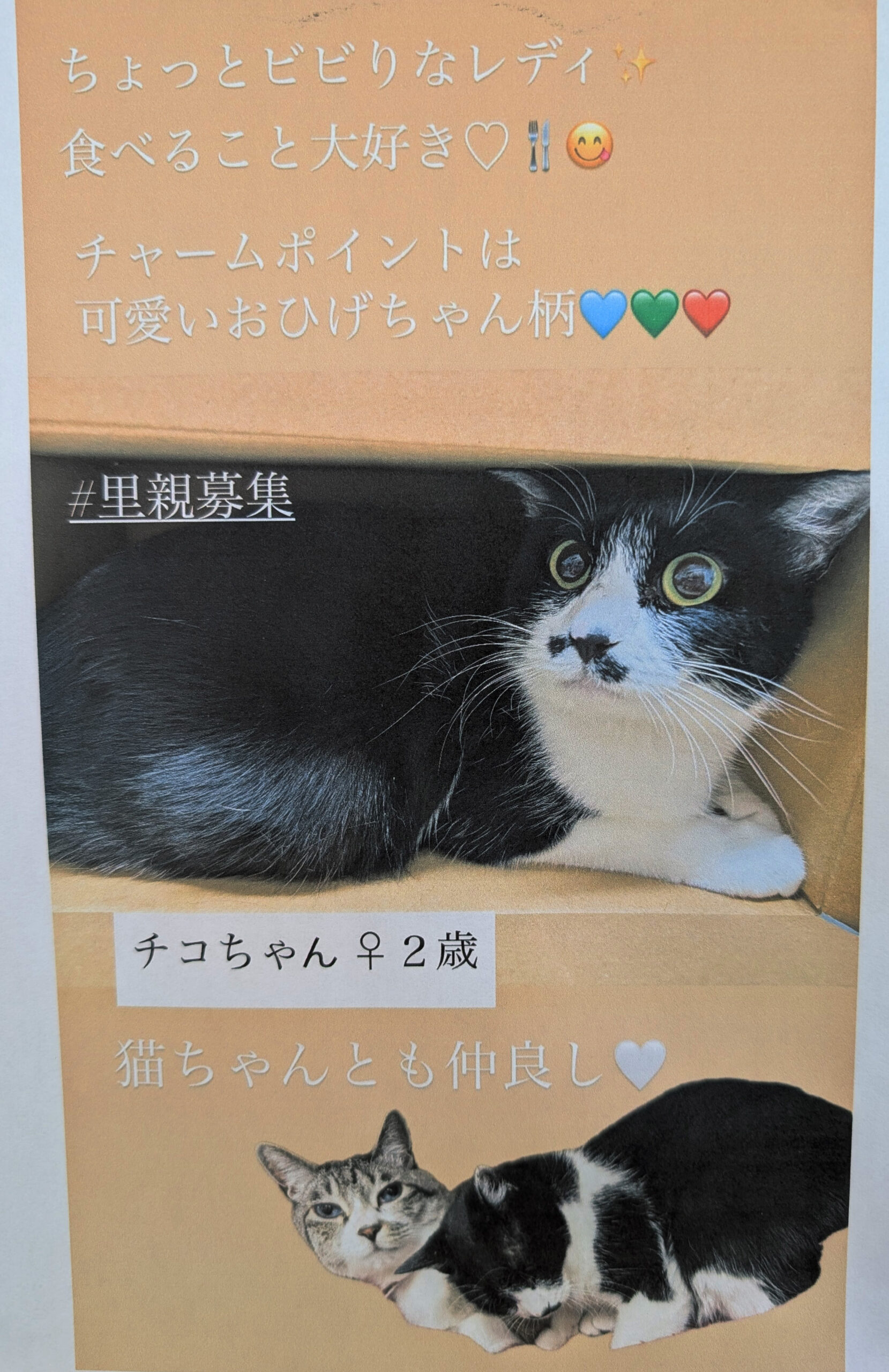 オカリヤ動物病院 猫里親募集
